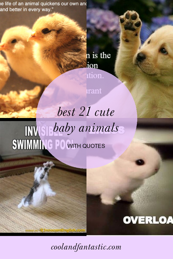 Best 21 Cute Baby Animals with Quotes - Home, Family, Style and Art Ideas